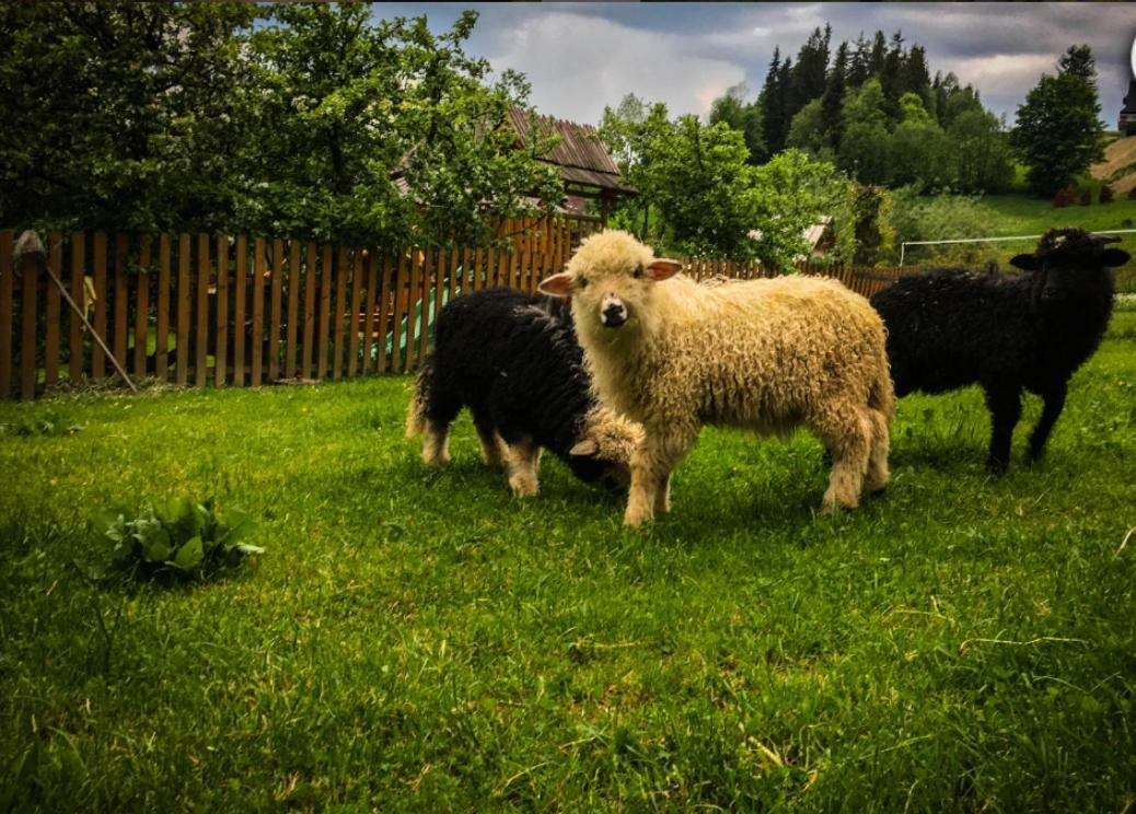 Agrotatry U Stachy Villa Bukowina Tatrzanska Ngoại thất bức ảnh